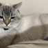 British Shorthair fotoğraf