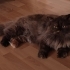 Cana yakın iyi bir dost fotoğraf