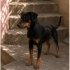 Ücretsiz sahiplenme doberman fotoğraf