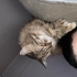 Dünyanın en sakin en sevecen tomrisi fotoğraf