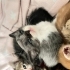 Cins erkek kedi fotoğraf