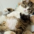Norveç tüylü bebek kedi fotoğraf