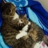 Norveç tüylü bebek kedi fotoğraf