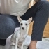 RAT TERRIER cinsi oyun canlısı aktif saldırması olmayan sevimli bir yavru fotoğraf