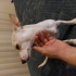 RAT TERRIER cinsi oyun canlısı aktif saldırması olmayan sevimli bir yavru fotoğraf