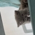 ( Ücretsiz )2 aylık yavru british kedi fotoğraf