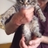 Bu minik kardeşlere acil yuva arıyoruz tuvalet eğitimi var mama yiyor fotoğraf