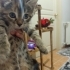 Bu minik kardeşlere acil yuva arıyoruz tuvalet eğitimi var mama yiyor fotoğraf