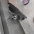 İnsana alışkın sevecen fotoğraf