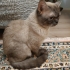 British Shorthair 1 yaş kısırlaştırılmamış fotoğraf