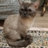 British Shorthair 1 yaş kısırlaştırılmamış fotoğraf