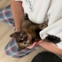 1 Aylık Dişi Yavru Kediye Yuva Aranıyor 🐾 fotoğraf