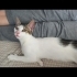 ÜCRETSİZ EV KEDİSİ SAHİPLENDİRME fotoğraf