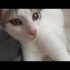ÜCRETSİZ EV KEDİSİ SAHİPLENDİRME fotoğraf