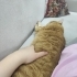 Sırnaşık yumuş bir kedi ister misiniz? British-Sarman karması fotoğraf