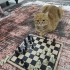 Sırnaşık yumuş bir kedi ister misiniz? British-Sarman karması fotoğraf