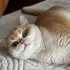 British Shorthair - 1 yaşında fotoğraf