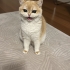 British Shorthair - 1 yaşında fotoğraf