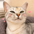 Ücretsiz sahiplenme British kedi fotoğraf
