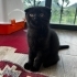 Scottish Fold 2 buçuk aylık fotoğraf