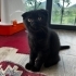 Scottish Fold 2 buçuk aylık fotoğraf