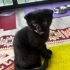 Scottish Fold 2 buçuk aylık fotoğraf
