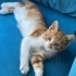 Acil yuva aranıyor fotoğraf