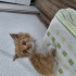 Minicik tatlı bir kedi fotoğraf