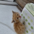 Minicik tatlı bir kedi fotoğraf