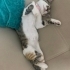 EV KEDİSİ ACİL YUVA fotoğraf