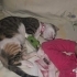 EV KEDİSİ ACİL YUVA fotoğraf