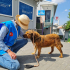 Mahçup Kızımız Anthos'a Yuva Olur musunuz? fotoğraf