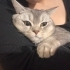 Güzel kızım azulaya yuva arıyorum. fotoğraf