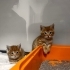 2 kardeş 2 aylık veterinerde ömürlük yuva bekliyorlar fotoğraf