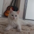Ankara kedisi,Kısırlaştırılmış,Dişi,Aşılı,1 yaşında fotoğraf