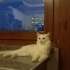 Ankara kedisi,Kısırlaştırılmış,Dişi,Aşılı,1 yaşında fotoğraf