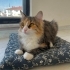 Pofuduk prensese yuva arıyoruz fotoğraf