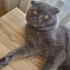 yakışıklı miskin fotoğraf