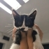 Lady sakin, meraklı, minik bir hanımefendi ömürlük yuvasını arıyor fotoğraf