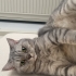 Şila’ya ömürlük, güvenli bir yuva arıyorum 🐾 fotoğraf