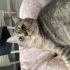 Şila’ya ömürlük, güvenli bir yuva arıyorum 🐾 fotoğraf