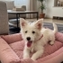Ücretsiz sahiplenme pofidik terrier acil yuva fotoğraf