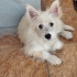 Ücretsiz sahiplenme pofidik terrier acil yuva fotoğraf