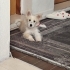 Ücretsiz sahiplenme pofidik terrier acil yuva fotoğraf