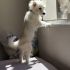 Ücretsiz sahiplenme pofidik terrier acil yuva fotoğraf
