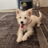 Ücretsiz sahiplenme pofidik terrier acil yuva fotoğraf