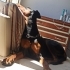Ücretsiz sahiplenme doberman Abidin doberman fotoğraf