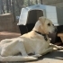 Ücretsiz sahiplenme labrador fotoğraf