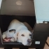 Ücretsiz sahiplenme labrador fotoğraf