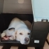 Ücretsiz sahiplenme labrador fotoğraf